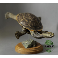 Réplique Tortue à cou de serpent – Sculpture réaliste échelle 1:1 | Chelodina sp.