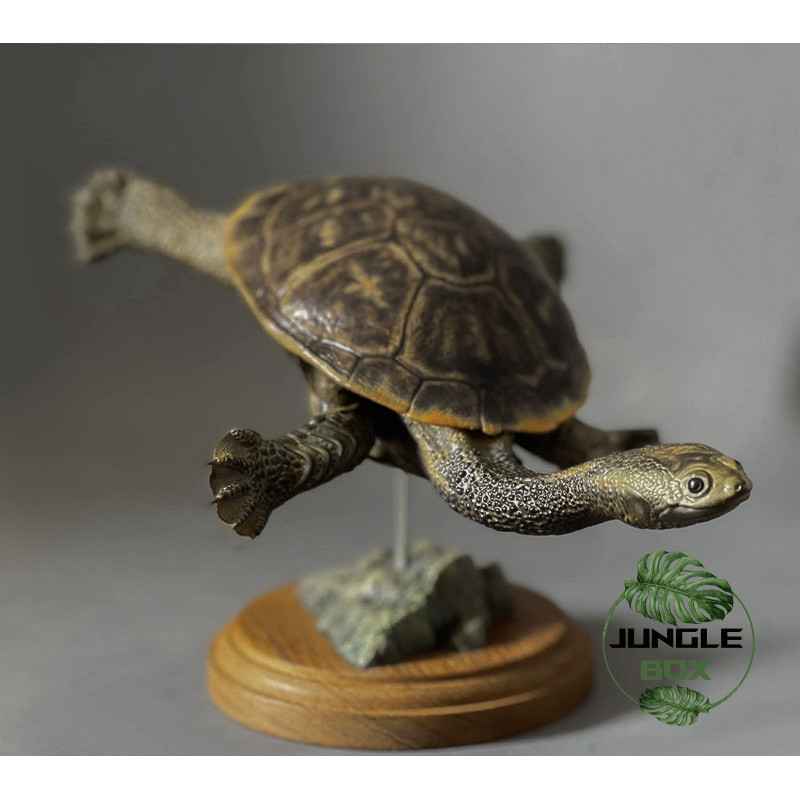 Snake-Necked Turtle Replica – Realistic 1:1 Scale Handmade Sculpture | Chelodina species