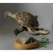 Snake-Necked Turtle Replica – Realistic 1:1 Scale Handmade Sculpture | Chelodina species