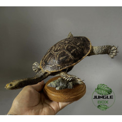 Snake-Necked Turtle Replica – Realistic 1:1 Scale Handmade Sculpture | Chelodina species