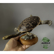 Réplique Tortue à cou de serpent – Sculpture réaliste échelle 1:1 | Chelodina sp.