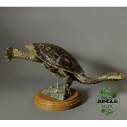 Réplique Tortue à cou de serpent – Sculpture réaliste échelle 1:1 | Chelodina sp.