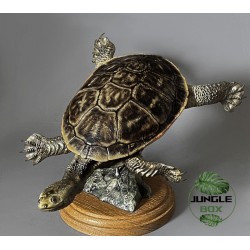 Snake-Necked Turtle Replica – Realistic 1:1 Scale Handmade Sculpture | Chelodina species