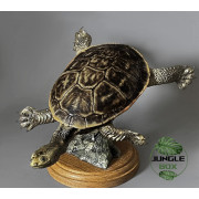 Réplique Tortue à cou de serpent – Sculpture réaliste échelle 1:1 | Chelodina sp.