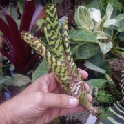 Aechmea correia-araujoi