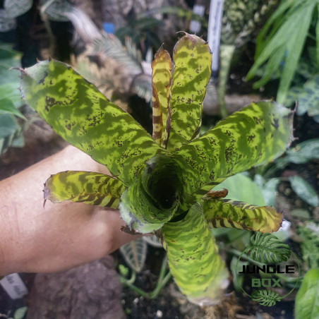 Aechmea correia-araujoi