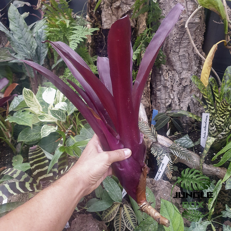 Billbergia red Billbergia red