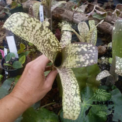 Quesnelia “Talura” – Broméliacée rare au feuillage rose et crème | JungleBox