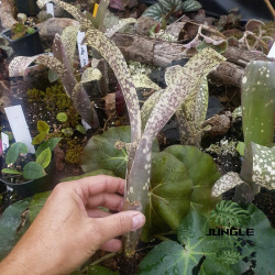 Quesnelia “Talura” – Broméliacée rare au feuillage rose et crème | JungleBox