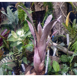 Aechmea distichanta var.glaziovii