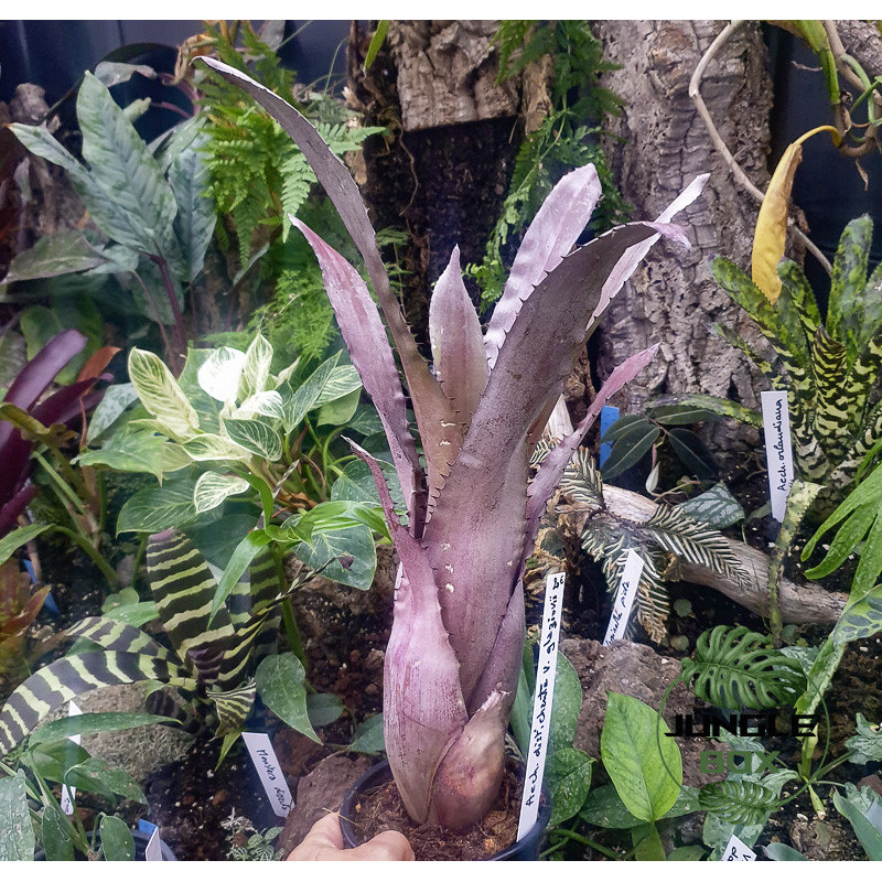 Aechmea distichanta var.glaziovii Aechmea distichanta var.glaziovii