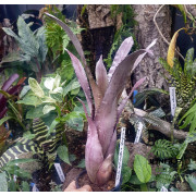 Aechmea distichanta var.glaziovii Aechmea distichanta var.glaziovii