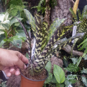Aechmea orlandiana Aechmea orlandiana