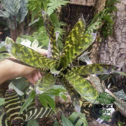 Aechmea orlandiana