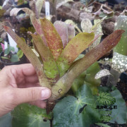 Neoregelia toshiya – Une broméliacée tropicale aux couleurs éclatantes Neoregelia toshiya – Une broméliacée tropicale aux couleurs éclatantes