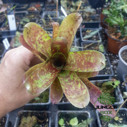 Neoregelia toshiya – Une broméliacée tropicale aux couleurs éclatantes