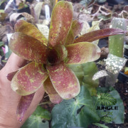 Neoregelia toshiya – Une broméliacée tropicale aux couleurs éclatantes Neoregelia toshiya – Une broméliacée tropicale aux couleurs éclatantes