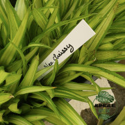 Neoregelia ‘Chrissy’ – a vibrant tropical centerpiece Neoregelia ‘Chrissy’ – a vibrant tropical centerpiece