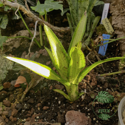 Neoregelia ‘Chrissy’ – a vibrant tropical centerpiece