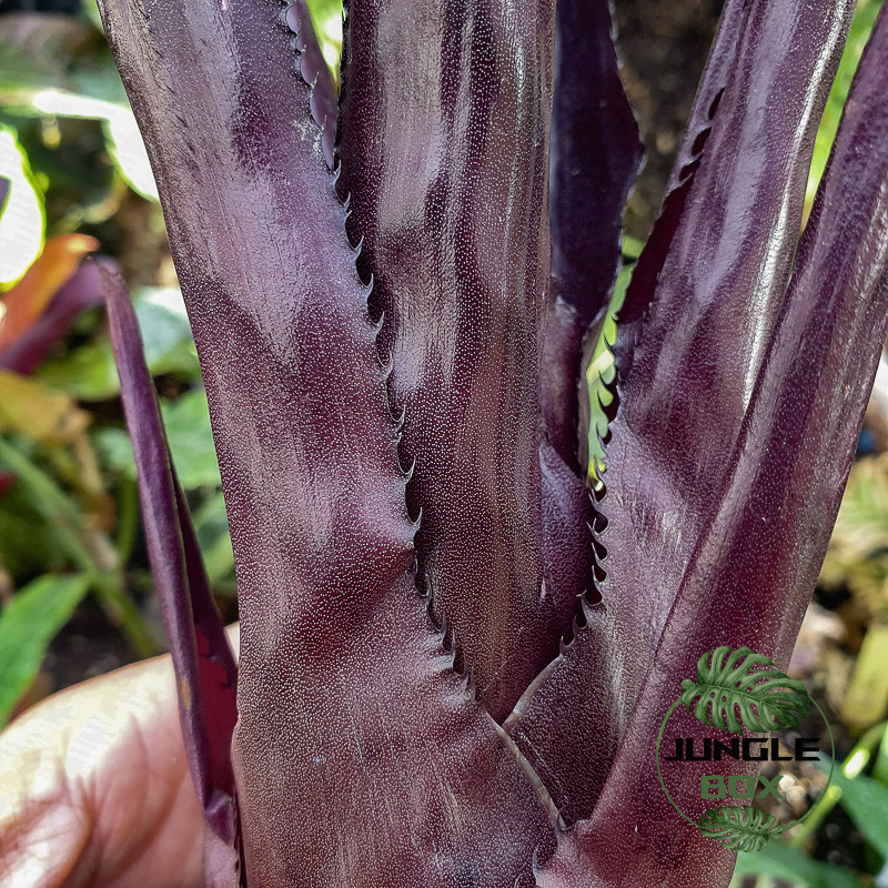 Aechmea fulgens – Broméliacée exotique à fleurs rouges | JungleBox