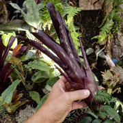 Aechmea fulgens – Broméliacée exotique à fleurs rouges | JungleBox