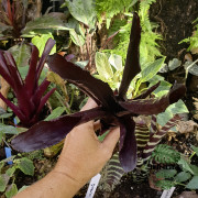 Aechmea fulgens – Broméliacée exotique à fleurs rouges | JungleBox