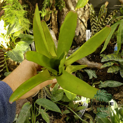 Neoregelia compacta