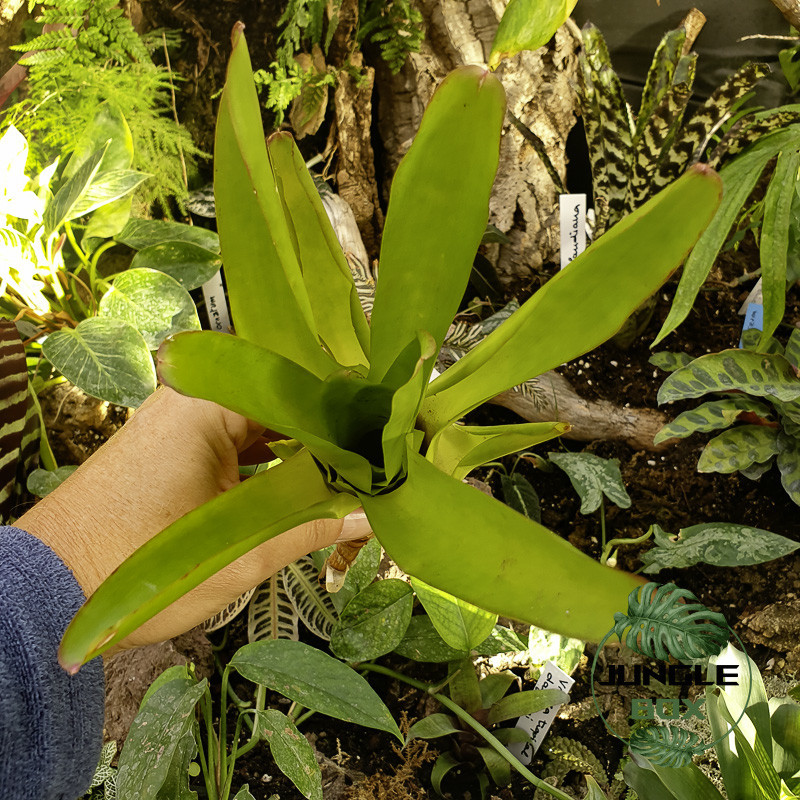Neoregelia compacta