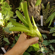 Neoregelia compacta