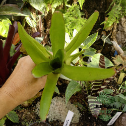 Neoregelia compacta