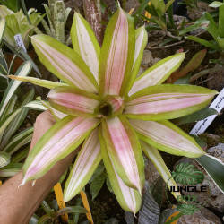 Neoregelia “Martin” – Broméliacée tropicale décorative pour terrarium et intérieur | JungleBox