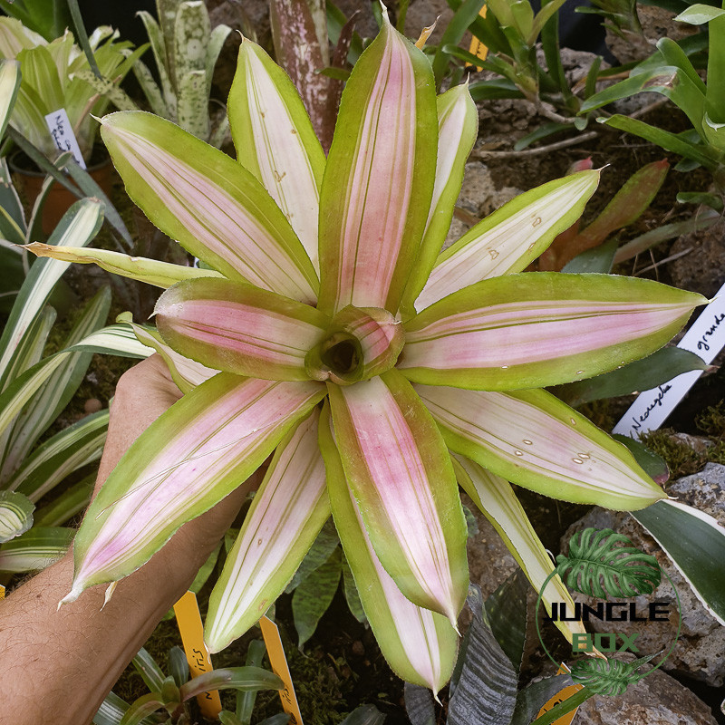 Neoregelia “Martin” – Broméliacée tropicale décorative pour terrarium et intérieur | JungleBox Neoregelia “Martin” – Broméliacée tropicale décorative pour terrarium et intérieur | JungleBox