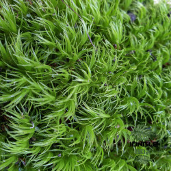 Mousse Dicranum scoparium – Mousse naturelle pour terrarium humide | JungleBox