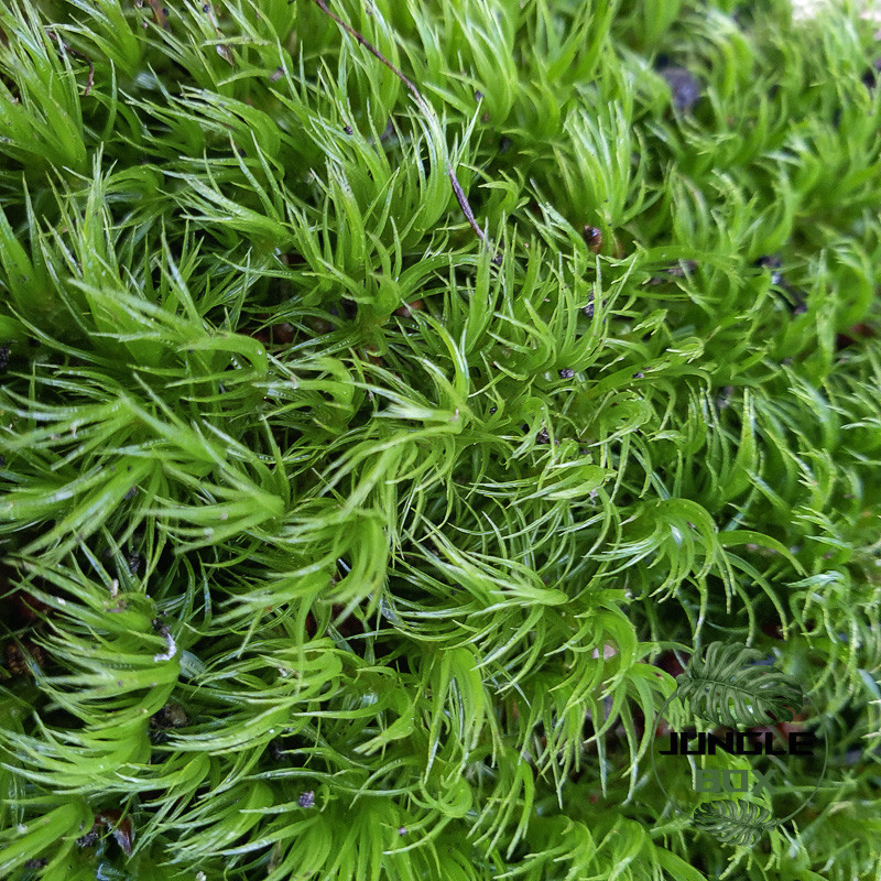 Mousse Dicranum scoparium – Mousse naturelle pour terrarium humide | JungleBox Mousse Dicranum scoparium – Mousse naturelle pour terrarium humide | JungleBox