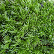 Mousse Dicranum scoparium – Mousse naturelle pour terrarium humide | JungleBox Mousse Dicranum scoparium – Mousse naturelle pour terrarium humide | JungleBox