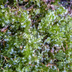 Plagiomnium affine – Moss natural terrarium