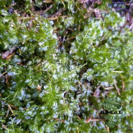 Plagiomnium affine – Moss natural terrarium