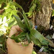 Neoregelia Mooreana – Broméliacée exotique | JungleBox