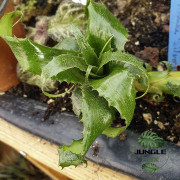 Neoregelia Mooreana – Broméliacée exotique | JungleBox