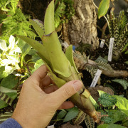 Aechmea nudicaulis