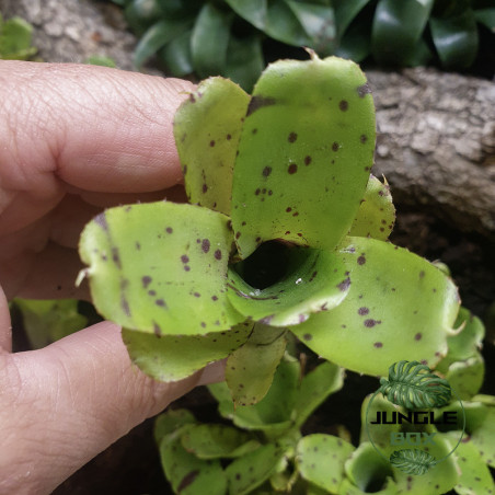 neoregelia lleana petite pour petits terrariums