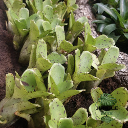 Neoregelia ileana – Broméliacée tropicale pour terrarium et intérieur | Jungle Box