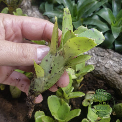 Neoregelia ‘Lleana’ – Broméliacée tropicale pour terrarium et intérieur | Jungle Box