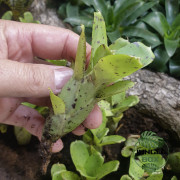 Neoregelia ileana – Broméliacée tropicale pour terrarium et intérieur | Jungle Box