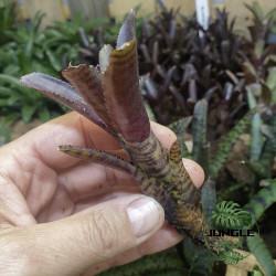 neoregelia adonis