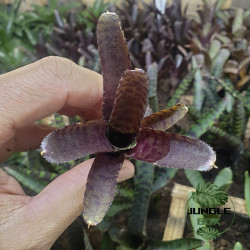 neoregelia adonis