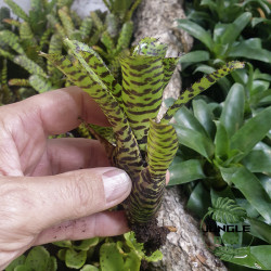 Neoregelia Eteria