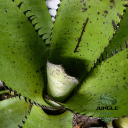 Neoregelia silvomontana – Broméliacée tropicale rare pour terrarium | JungleBox