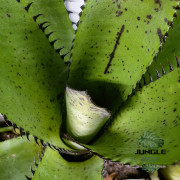 Neoregelia silvomontana – Broméliacée tropicale rare pour terrarium | JungleBox Neoregelia silvomontana – Broméliacée tropicale rare pour terrarium | JungleBox