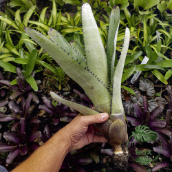 Neoregelia silvomontana – Broméliacée tropicale rare pour terrarium | JungleBox